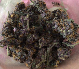 Operação Green Net SP 2.jfif