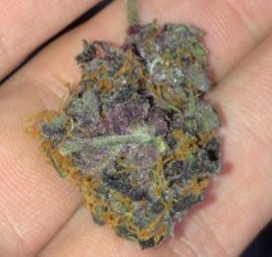 Operação Green Net SP 3.jfif