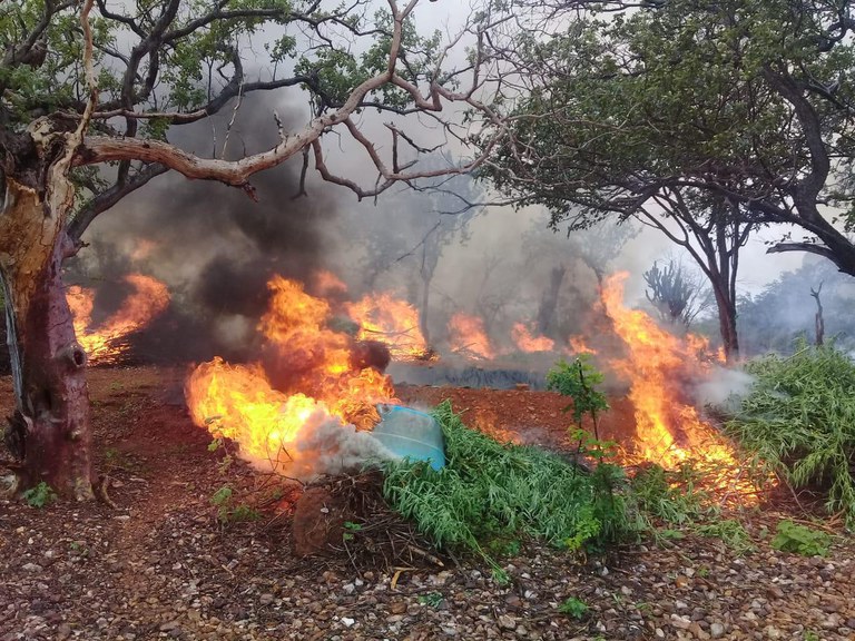 erradicação maconha PE 4.jfif