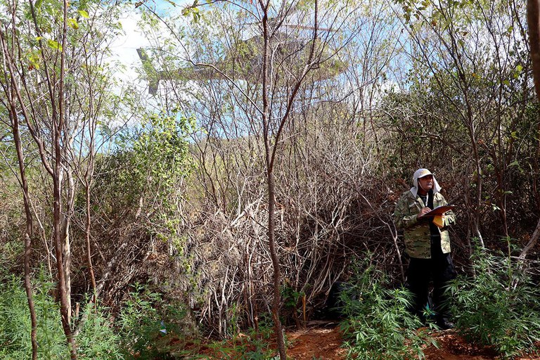 erradicação maconha PE.jfif