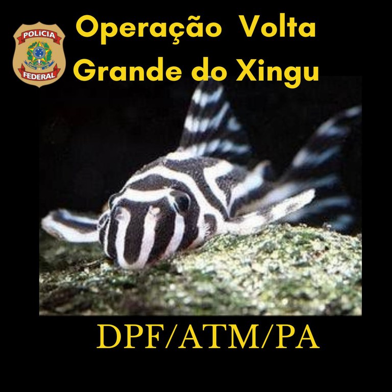 Operação Volta Grande do Xingu PA 2.jpg