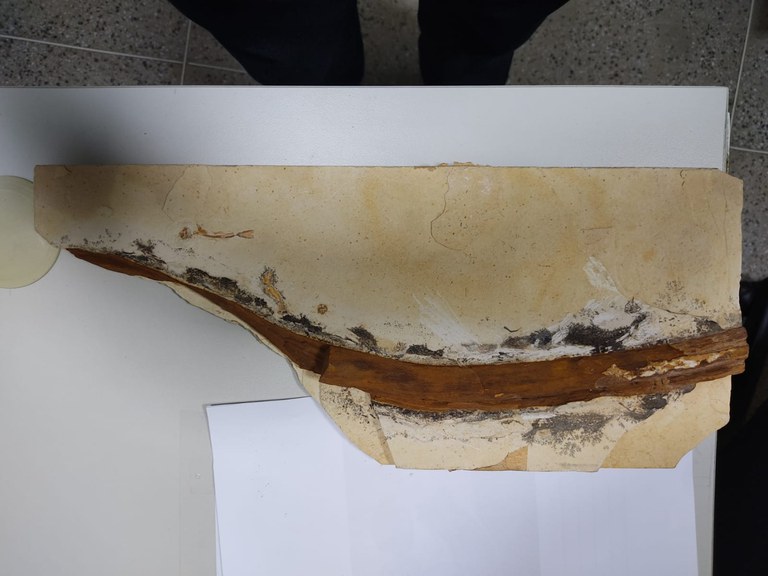 fosseis apreendidos CE 2.jpg