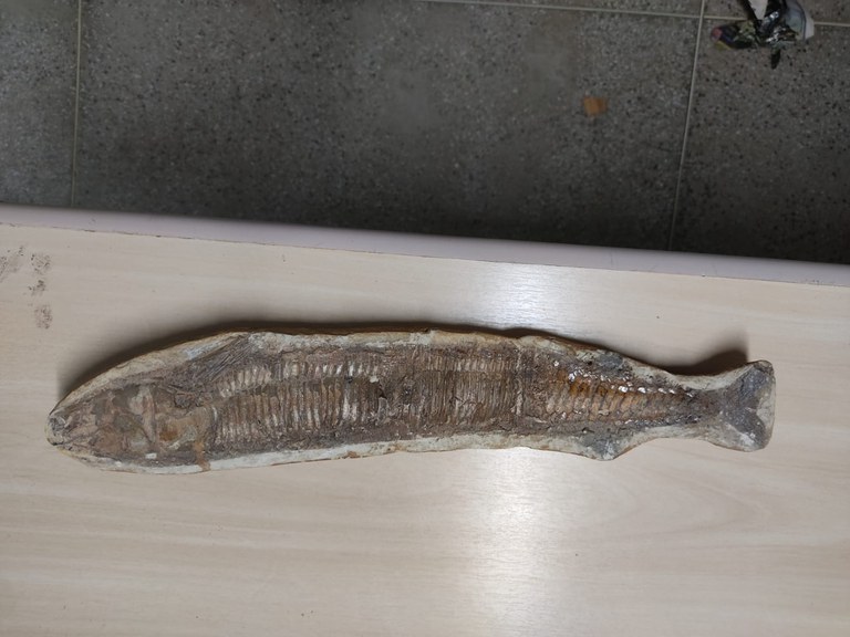 fosseis apreendidos CE 3.jpg