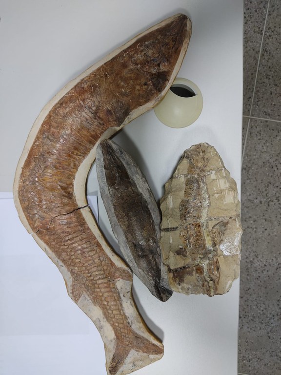 fosseis apreendidos CE 4.jpg