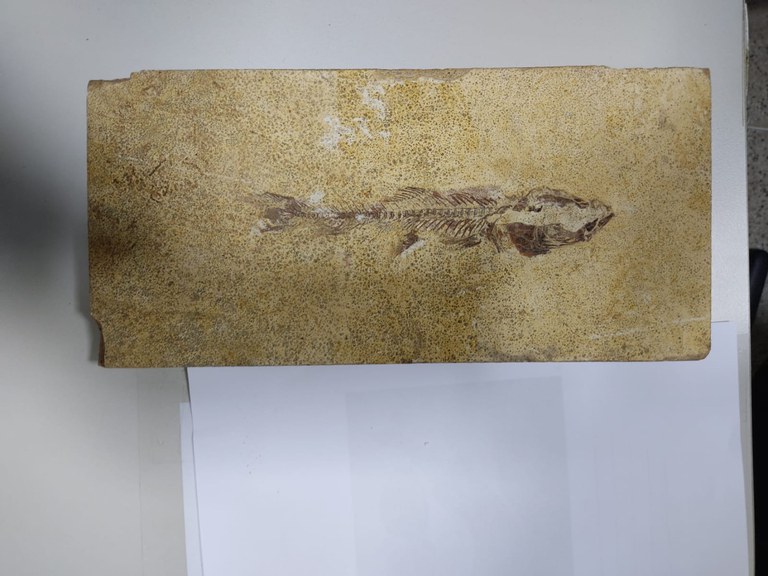 fosseis apreendidos CE 5.jpg