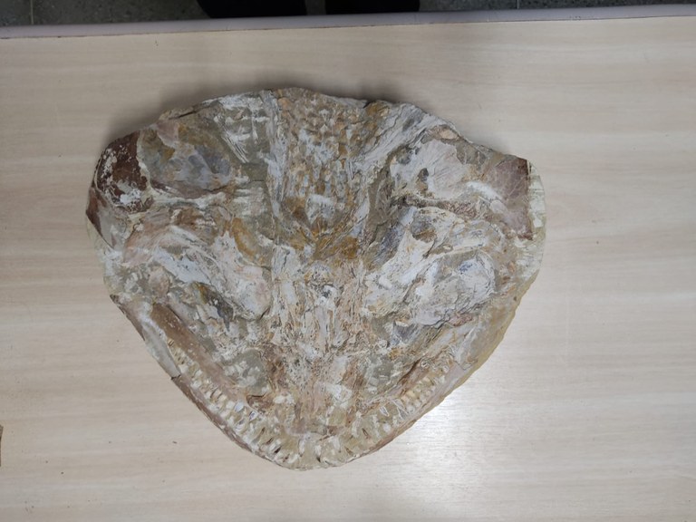 fosseis apreendidos CE 7.jpg