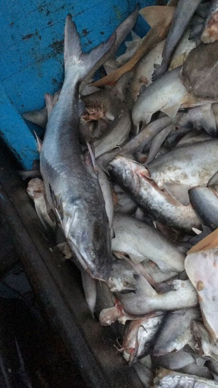 pescado ilegal rs 2.jpg