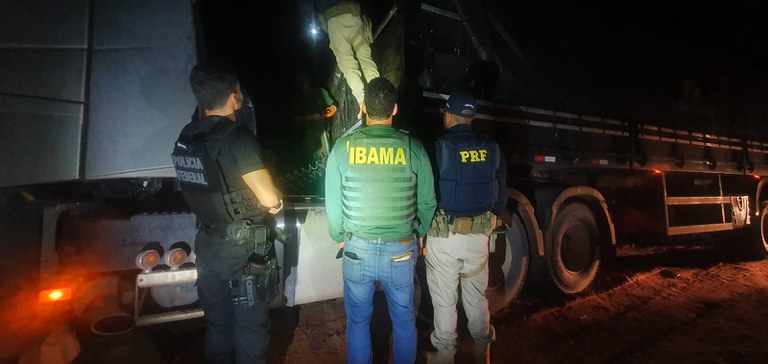 madeira ilegal PA 2.jpg