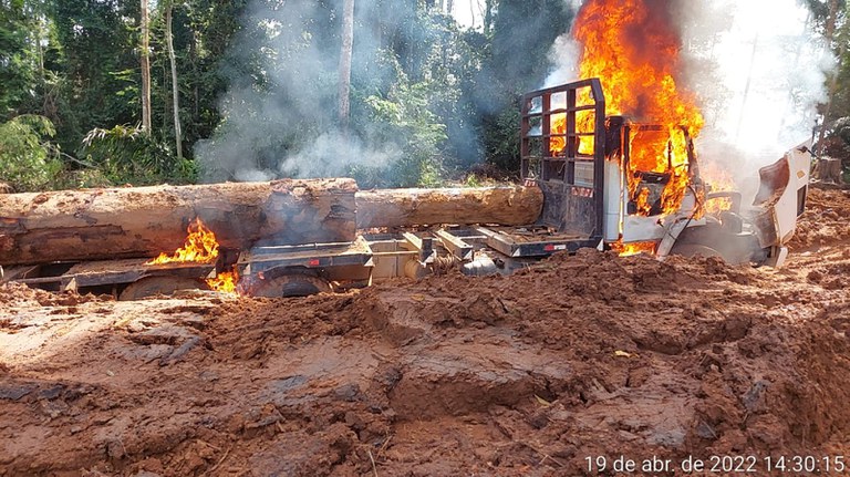 madeira ilegal PA 4.jpg