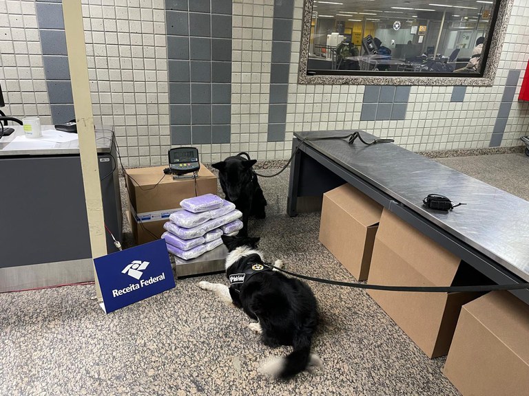 cão1 Border collie e pastor alemão (1).jpeg