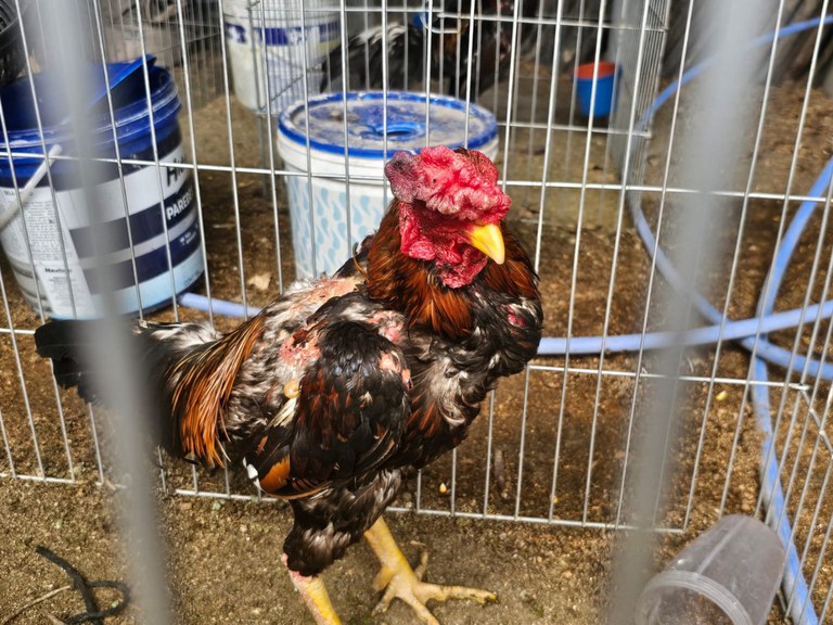 WhatsApp Image 2024-12-06 at 15.31.36.jpeg