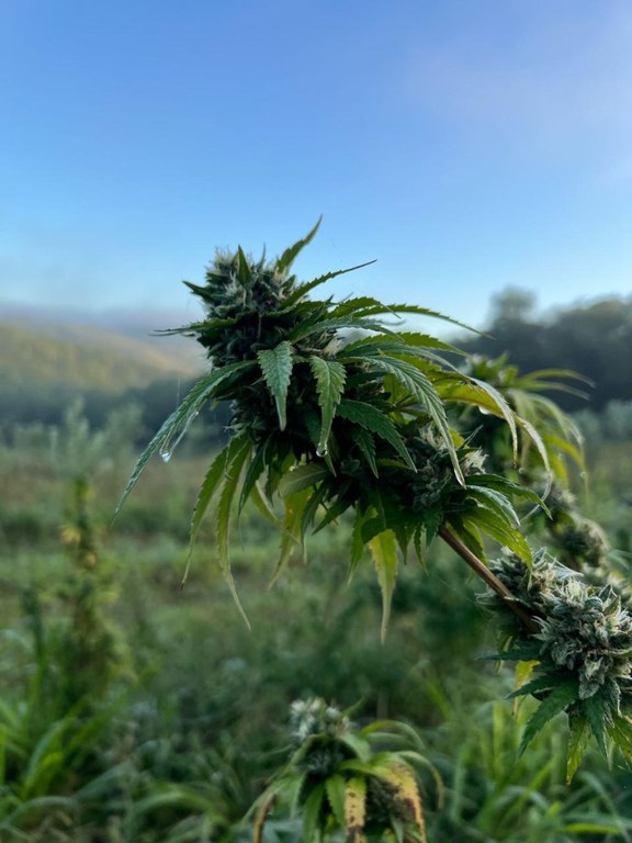 WhatsApp Image 2025-03-14 at 10.44.17 (1).jpeg