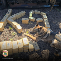 Cão policial se aposenta após sete anos de serviço na PF em Foz do Iguaçu/PR