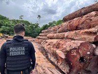 PF deflagra operação contra desmatamento ilegal em unidade de conservação no Amapá