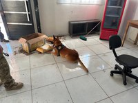 PF deflagra operação de combate aos crimes de lavagem de dinheiro e tráfico de drogas