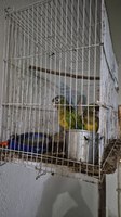 PF deflagra operação para apurar tráfico de animais ameaçados de extinção em Recife/PE