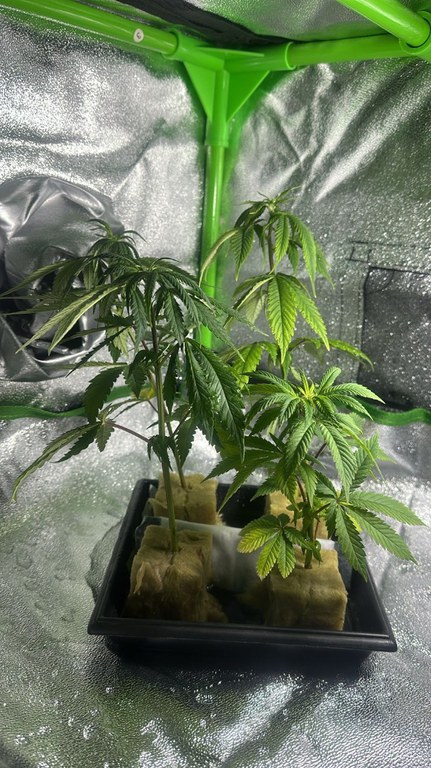 WhatsApp Image 2025-06-24 at 11.22.45.jpeg