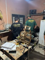 PF e IBAMA combatem o tráfico e comércio ilegal de aves silvestres no Ceará