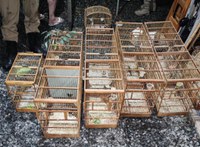 PF e PM Ambiental combatem o comércio ilegal de aves silvestres em SC