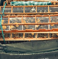 PF realiza prisão por tráfico de animal silvestre