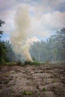 Polícia Federal realiza operação de combate ao plantio ilegal de maconha