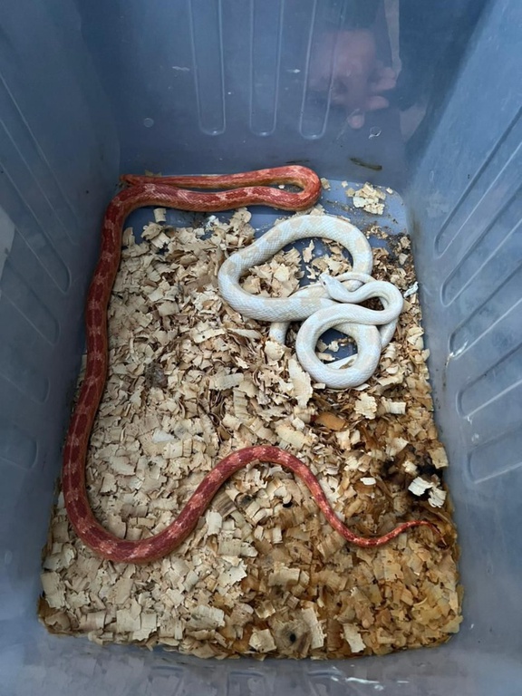 WhatsApp Image 2026-04-01 at 07.03.21.jpeg