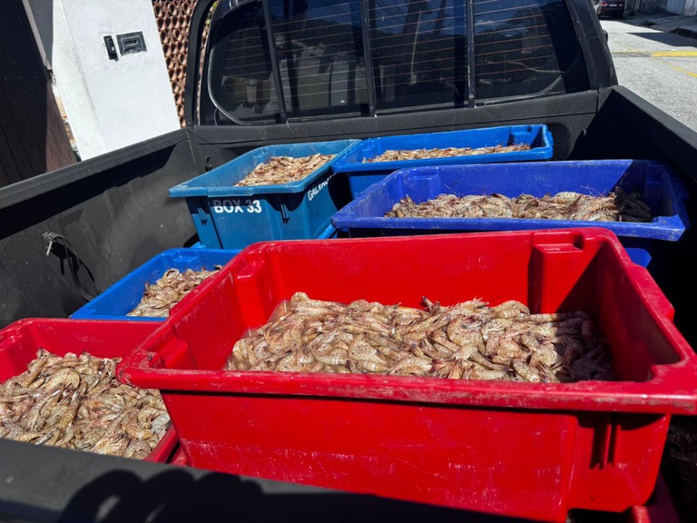 PF prende quatro pessoas por pesca ilegal de camarão na Baía de Sepetiba 3