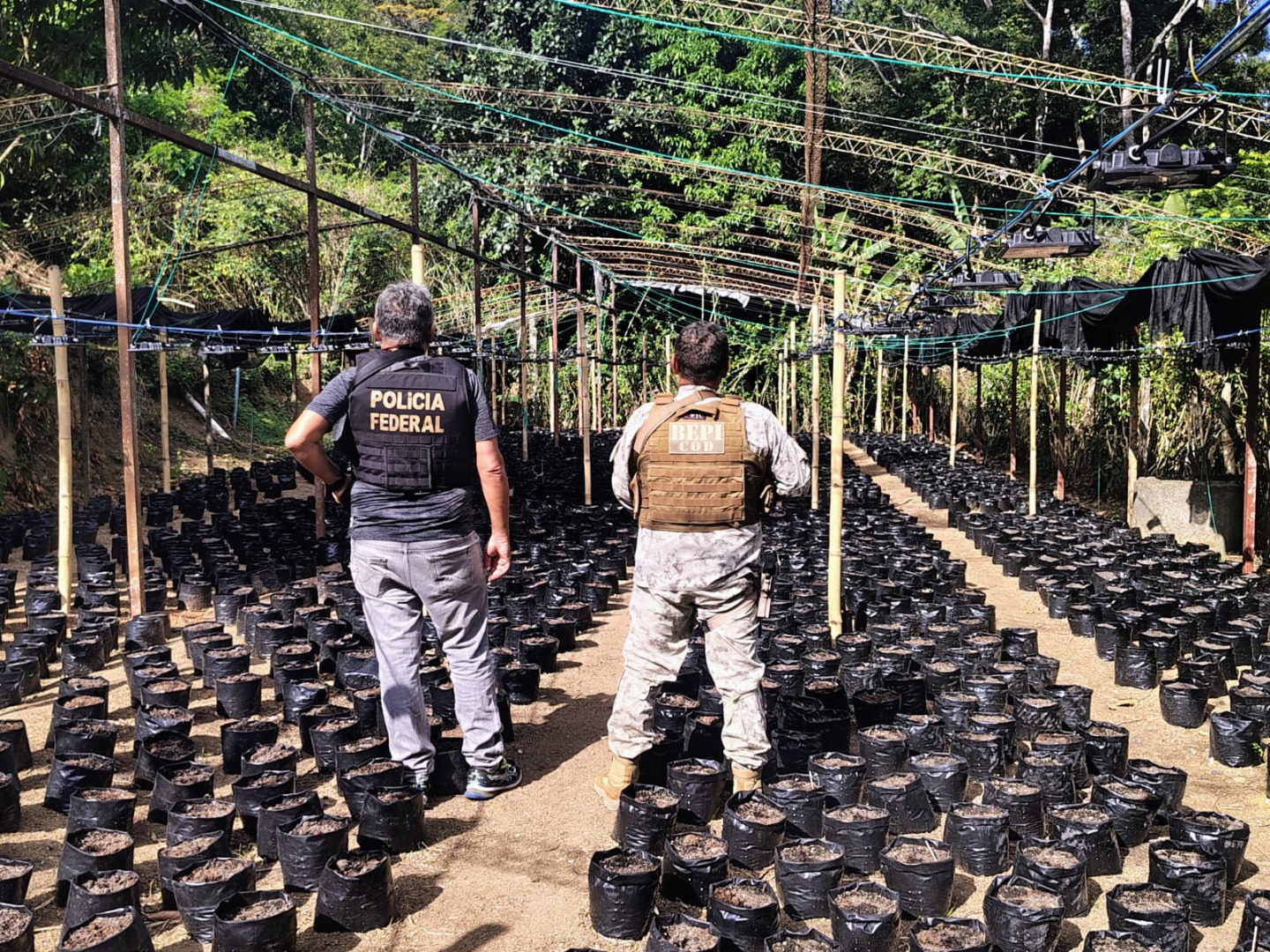 PF,  em ação conjunta com PM e Secretaria de Segurança Pública, erradica plantação de maconha no Ceará