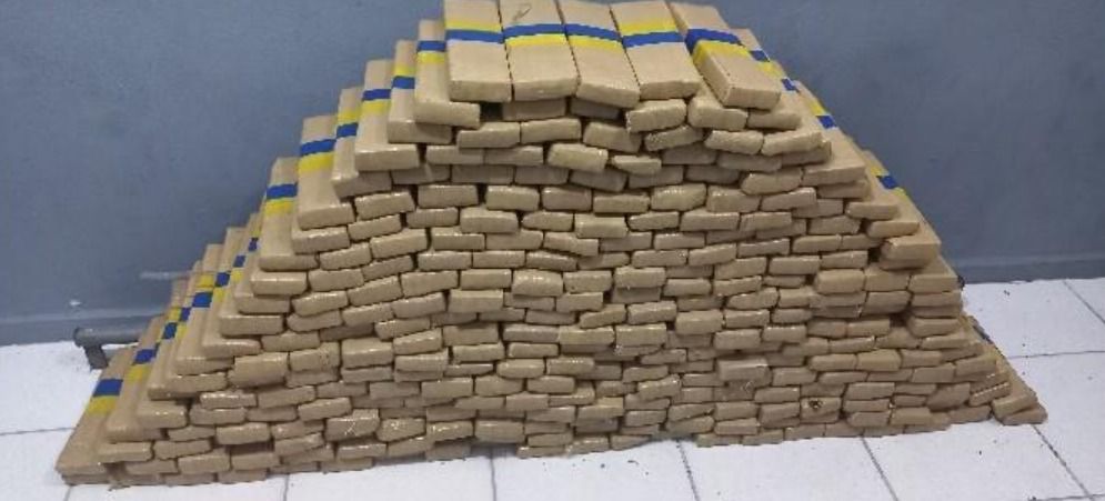 FICCO/SC apreende cerca de 250kg de maconha em Blumenau
