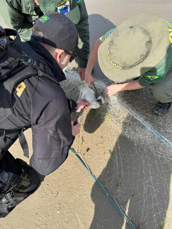 pesca predatória.jpeg