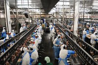 The number of Brazilian meat plants that can export to China rises to 146