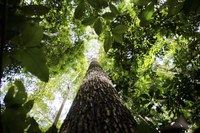Colombia confirms accession to forest fund proposed by Brazil at COP28