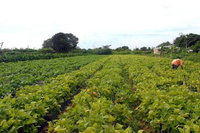 Agricultura: setor impulsiona crescimento no Brasil