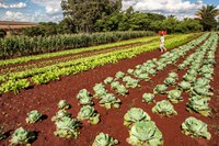 PAA é retomado com reajuste e prioridade a mulheres, negros e indígenas