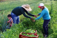 Presidente sanciona projeto que institui o Programa de Aquisição de Alimentos e o Cozinha Solidária