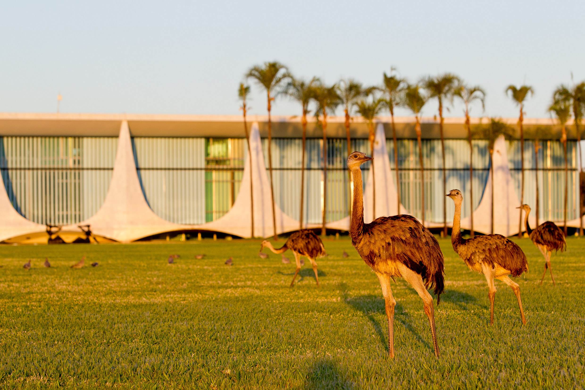 Emas do Palácio da Alvorada
