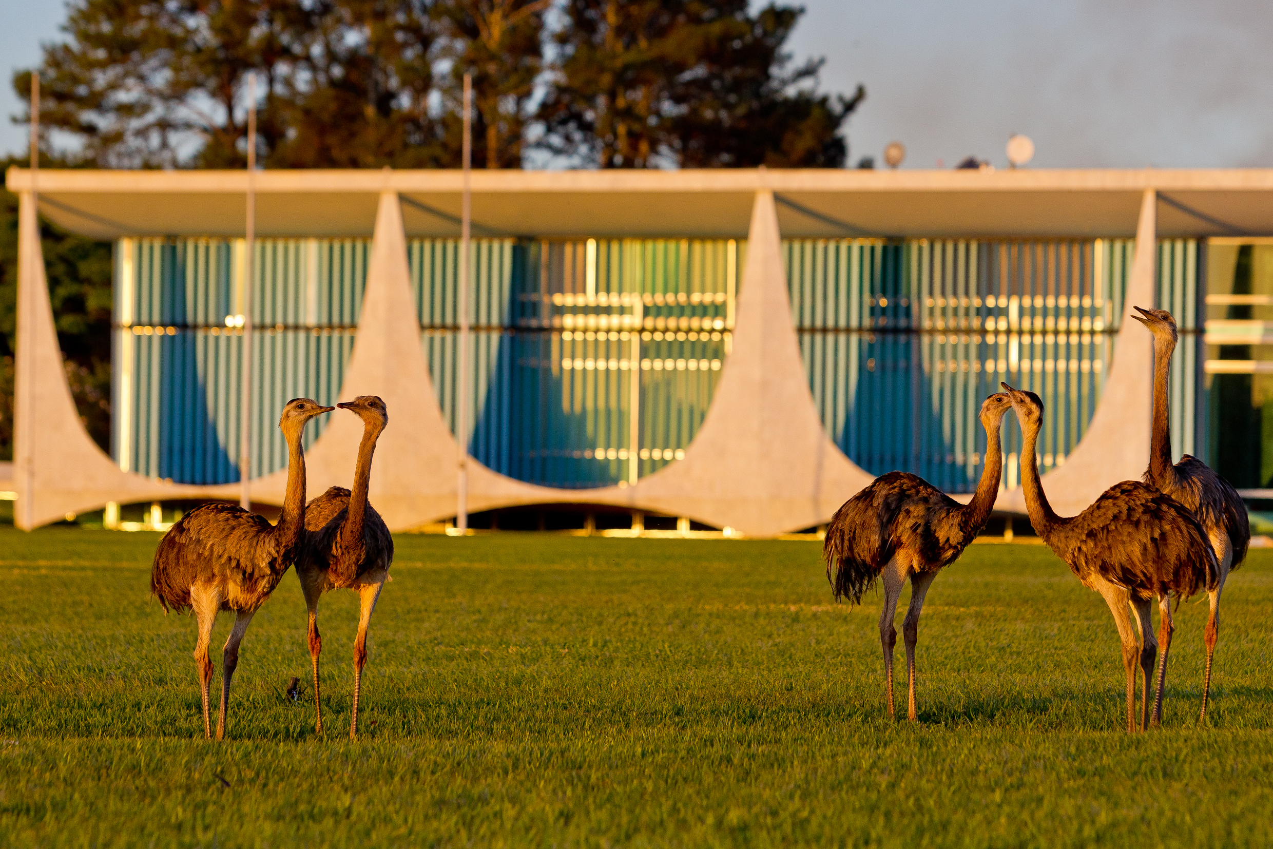 Emas do Palácio da Alvorada
