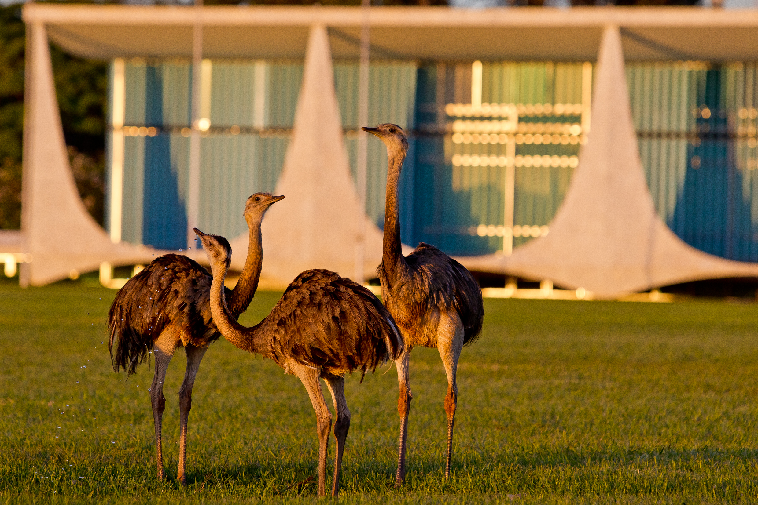 Emas do Palácio da Alvorada
