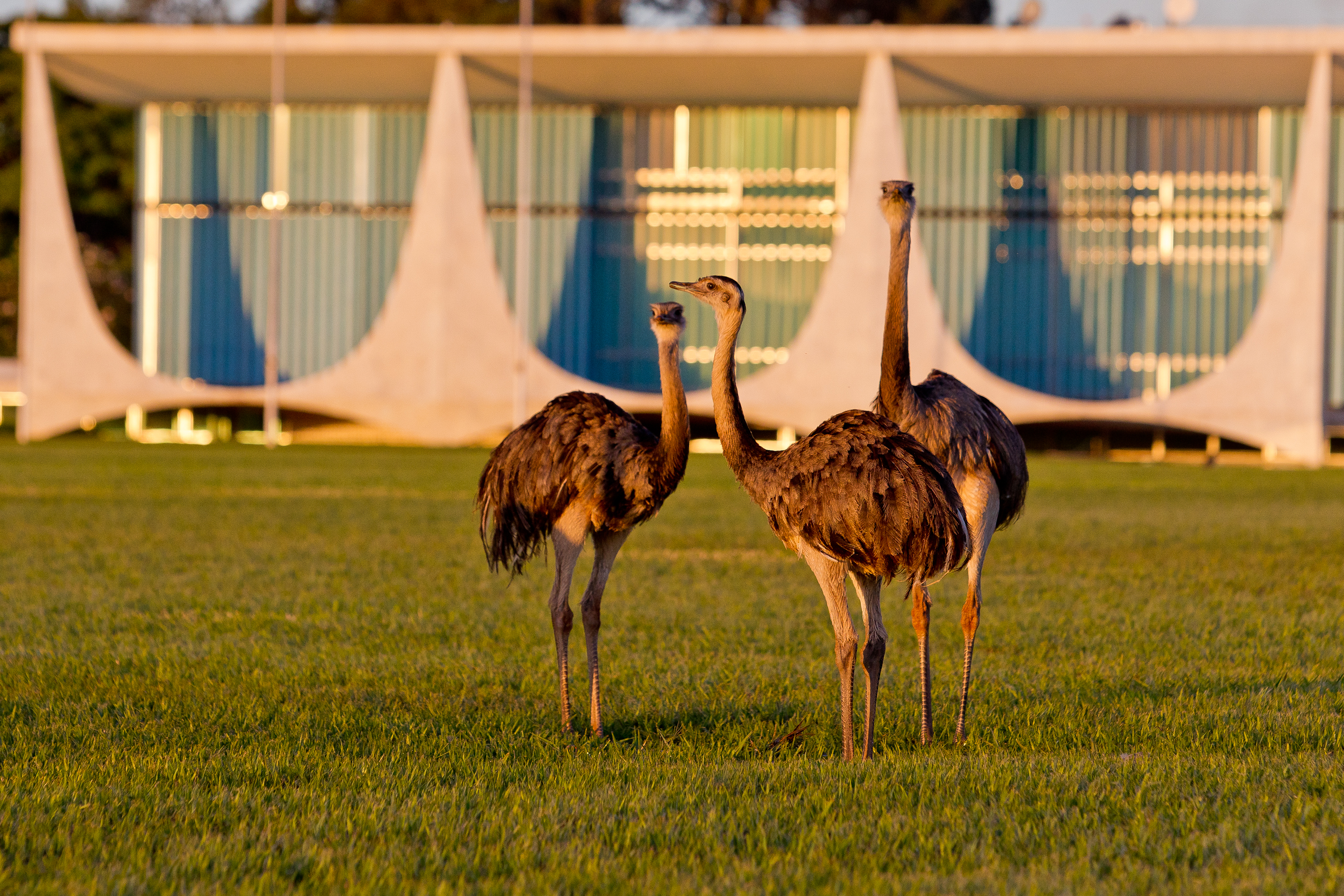 Emas do Palácio da Alvorada
