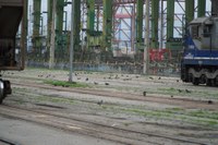 Porto de Santos divulga resultado de pesquisa sobre pombos