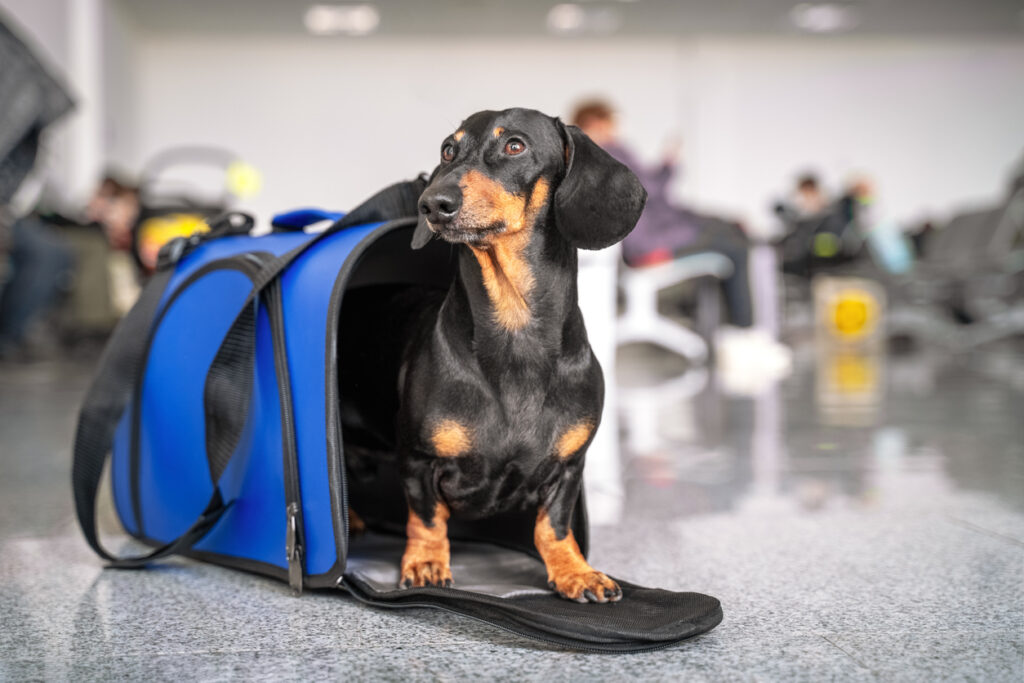 Salas especiais, rastreamento e profissionais especializados são medidas em análise para transporte aéreo de pets
