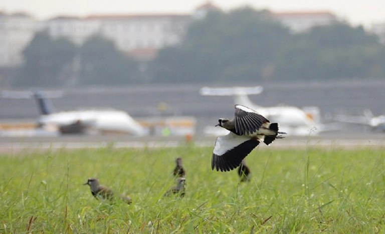 Evento apresenta medidas inovadoras para reduzir choque de aviões com animais