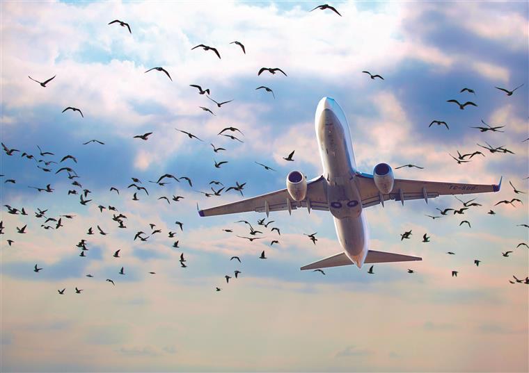Secretaria de Aviação Civil promove debate sobre risco de fauna em regiões próximas a aeródromos
