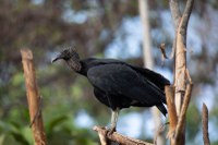 Urubu-de-cabeça-preta lidera ranking de risco de fauna na aviação brasileira