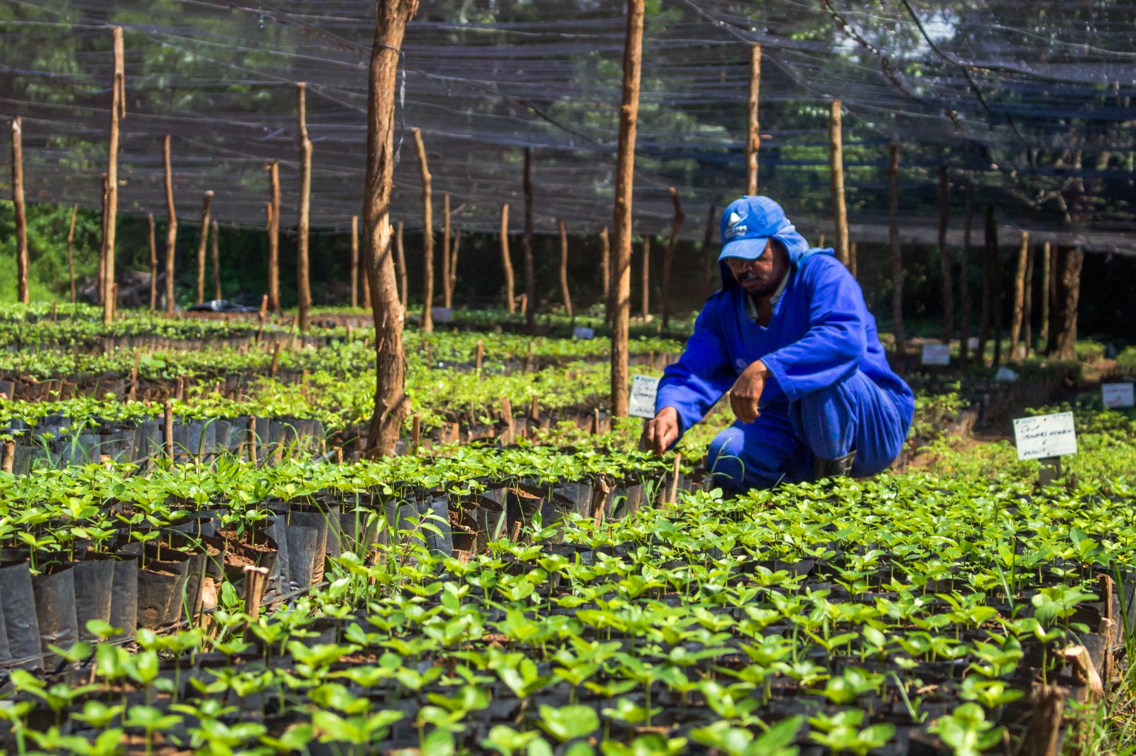 Em 2025, mil mudas de espécies nativas da Mata Atlântica foram plantadas em uma área estratégica para a recarga hídrica da região - Fotos: Daila Santana/Aisha Lins/Suape