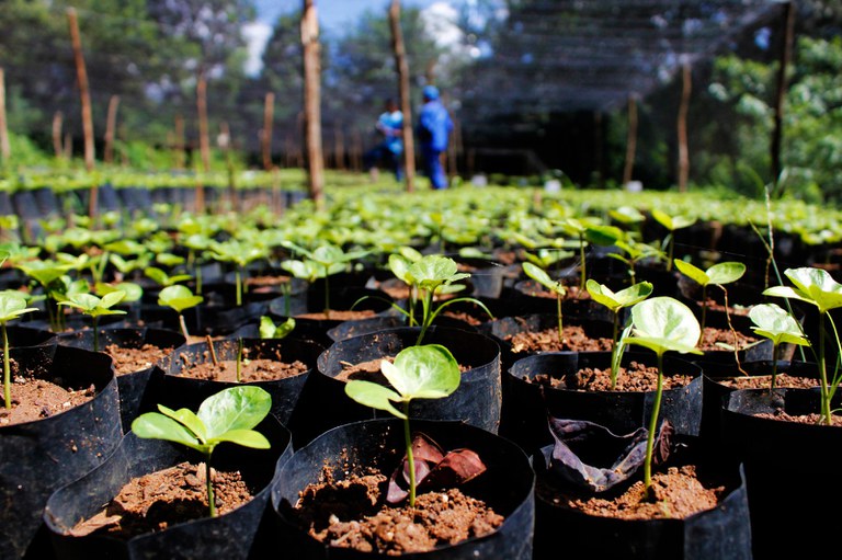 Em 2025, mil mudas de espécies nativas da Mata Atlântica foram plantadas em uma área estratégica para a recarga hídrica da região