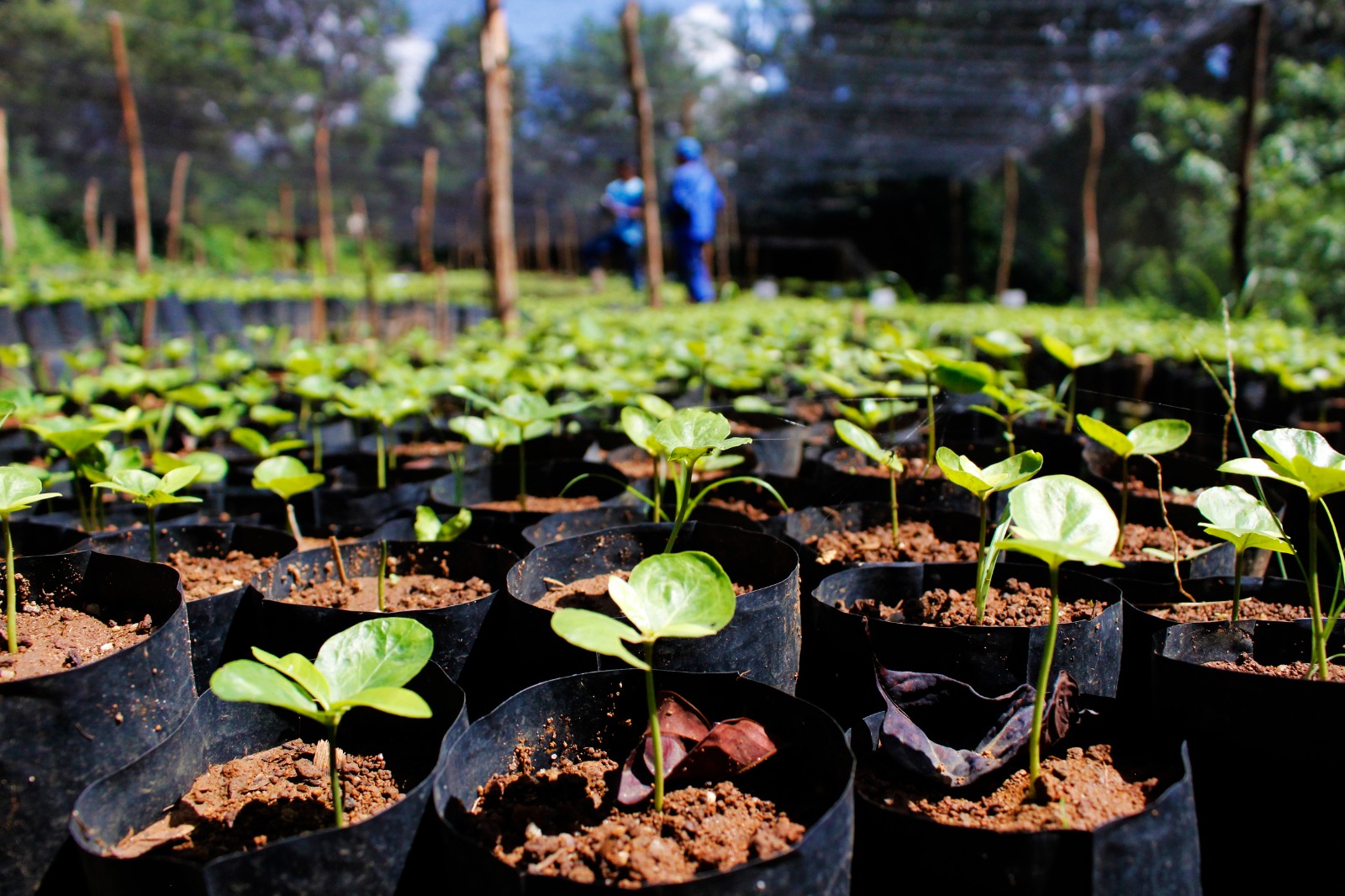 Em 2025, mil mudas de espécies nativas da Mata Atlântica foram plantadas em uma área estratégica para a recarga hídrica da região