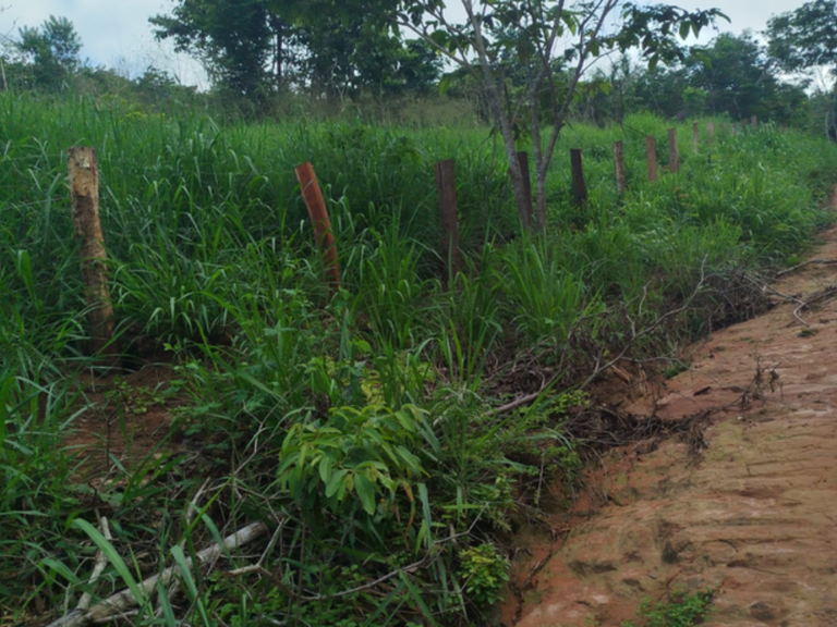 202502 Lancamento Ywy Ipuranguete - credito Mre Gavião .png