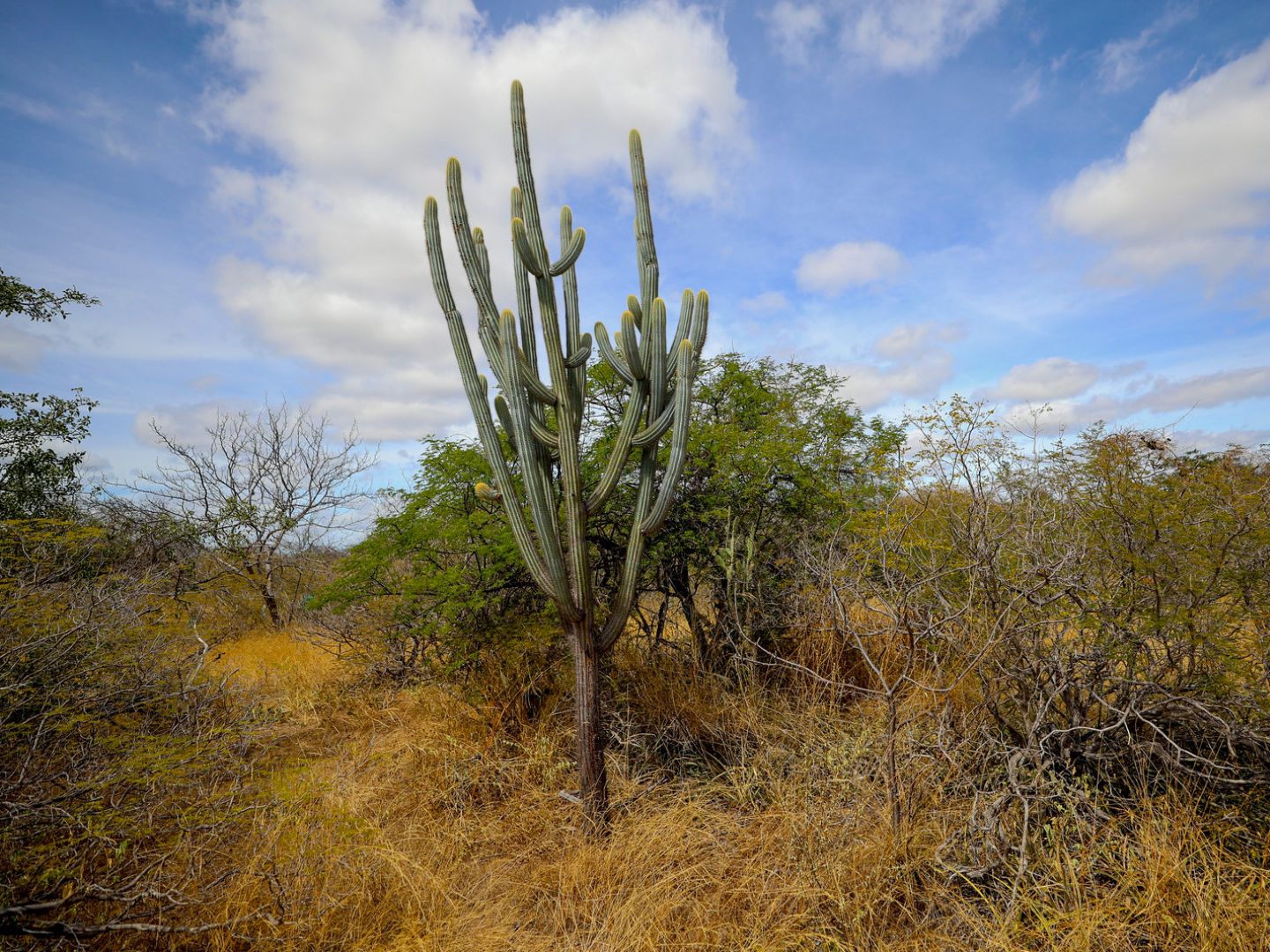 Caatinga