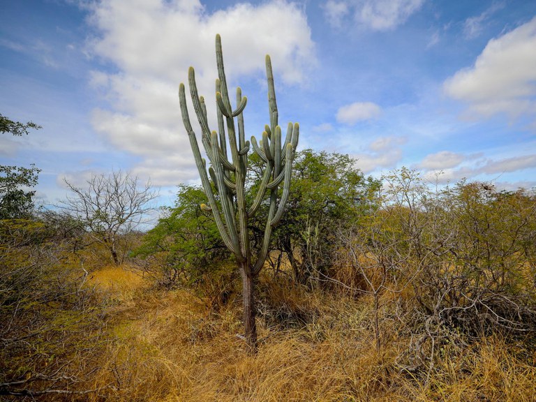 Caatinga